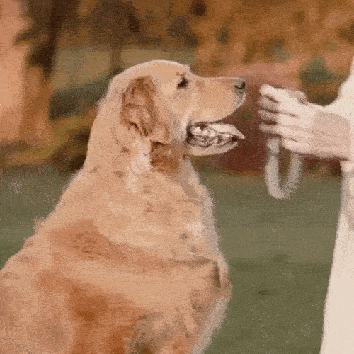 PETPROTECT flåt- og loppehalsbånd