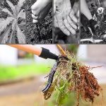 ROOTNIK-3831127559648